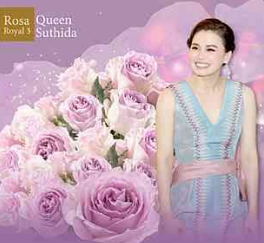 กุหลาบสายพันธุ์ใหม่ ว่า "ควีนสุทิดา" (Queen Suthida)